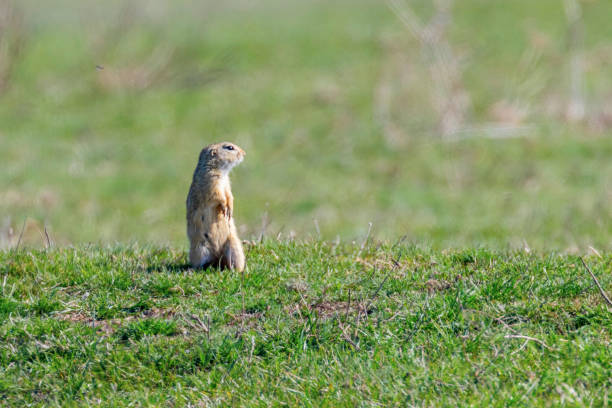 istock European ground squirrel, Souslik (Spermophilus citellus) natural environment 1137721521