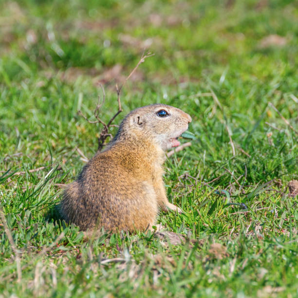 istock European ground squirrel, Souslik (Spermophilus citellus) natural environment 1137721890