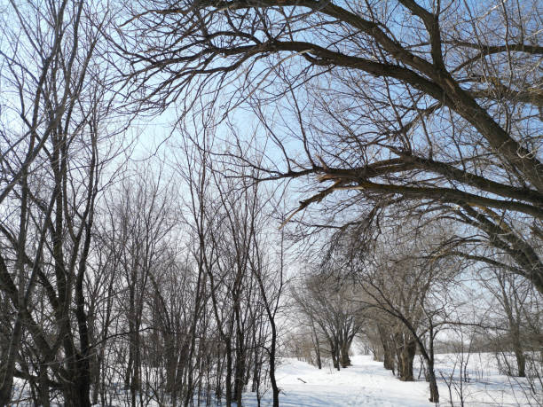 istock Winter Russian forest landscape with trees in early spring, melting snow 1137722311