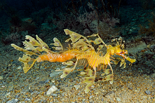 An exquisite marine creature that appears to float near the bottom of the seabed.