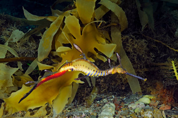 Phyllopteryx taeniolatus - Weedy Seadragon. A male dragon carrying eggs that a ready to hatch. seadragons photos stock pictures, royalty-free photos & images
