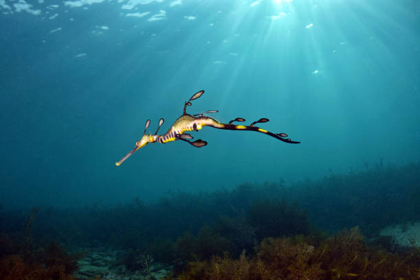 istock Phyllopteryx taeniolatus - Weedy Seadragon. 1137724066