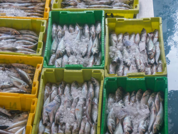 istock Variety of fish in plastic boxes at a fish auction 1137725756
