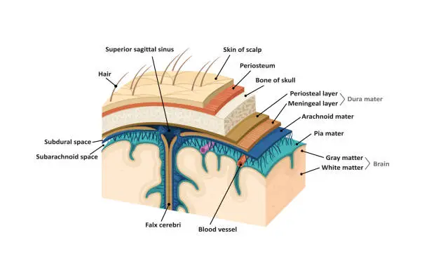 Vector illustration of Meninges. Human brain