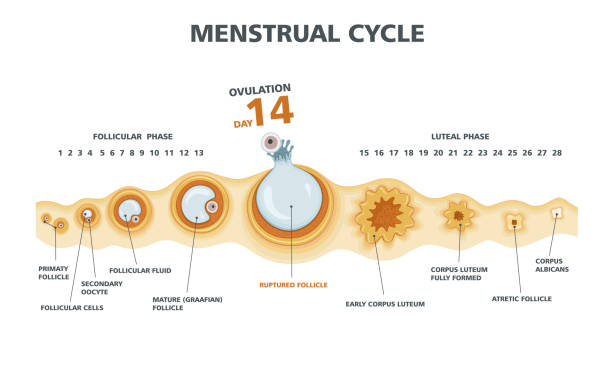 ovulation diagramm. weiblicher menstruationszyklus - ovulation stock-grafiken, -clipart, -cartoons und -symbole