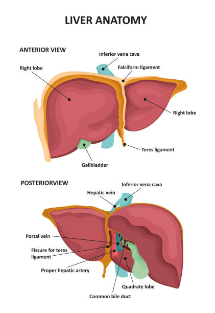 Human Liver Human Liver Anatomy. Vector illustration human liver stock illustrations