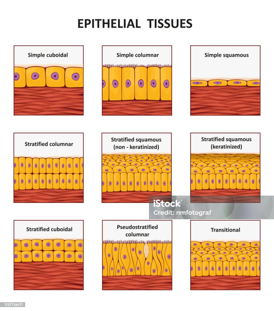 Different types of epithelial tissue collection. Different types of epithelial tissue collection. Vector illustration Epithelium stock vector