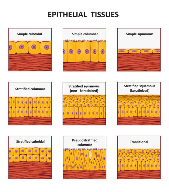 Different types of epithelial tissue collection. Different types of epithelial tissue collection. Vector illustration epithelium stock illustrations