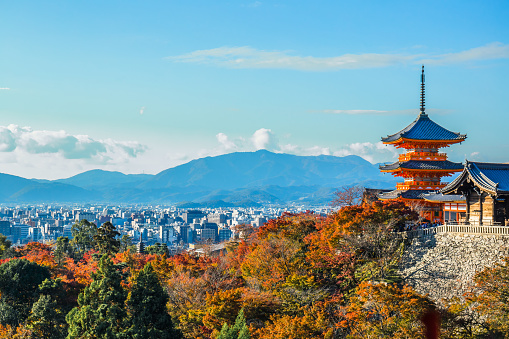 Kyoto, Japan - November 19, 2018: A stunning panoramic view of the Kyoto city with the colourful maple tree leaves and the pagoda at the foreground at Kiyomizu-dera.