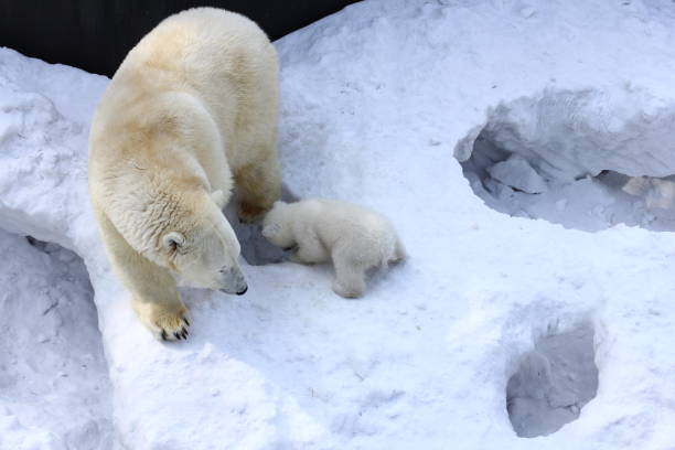 Familie des weißen Eisbären mit kleinen Jungen. – Foto