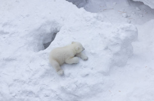 istock Family of white polar bear with little cubs. 1137726362