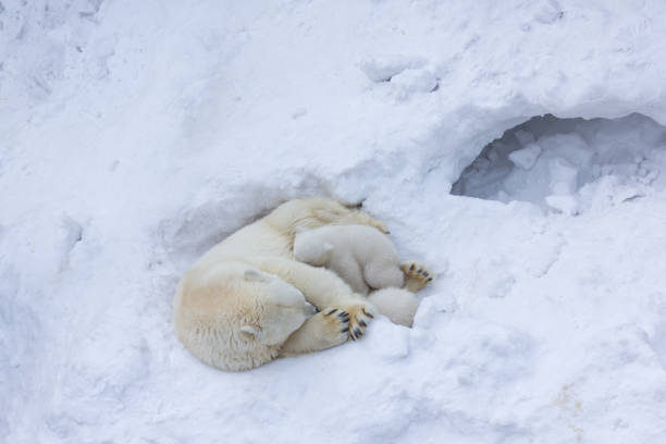 Famiglia di orsi polari bianchi con cuccioli. - foto stock