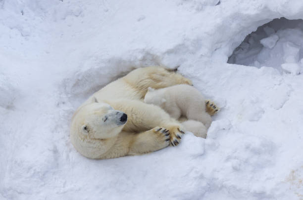 istock Family of white polar bear with little cubs. 1137726889
