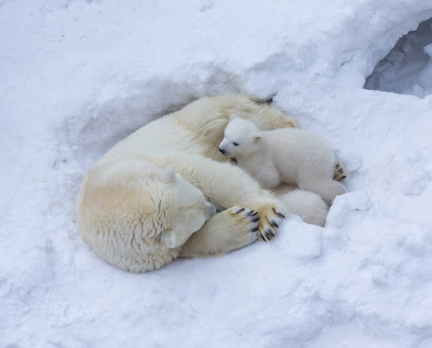 Famiglia di orsi polari bianchi con cuccioli. - foto stock