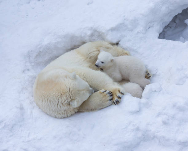 istock Family of white polar bear with little cubs. 1137726894