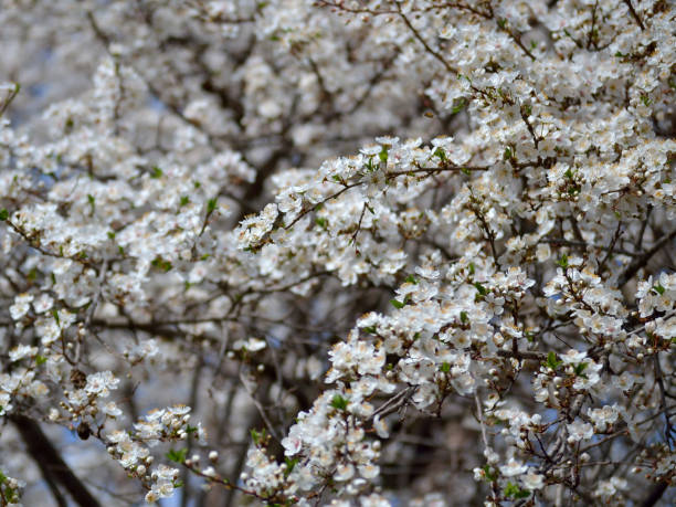 istock Plum tree branches with white blossom flowers 1137727085