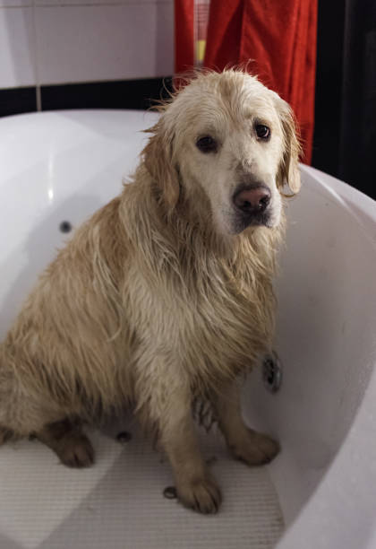 istock Funny dog in bathtub getting ready to jump out 1137728019