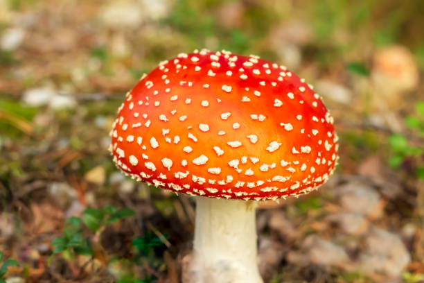 istock Amanita, with a red spotted hat in the forest 1137728095