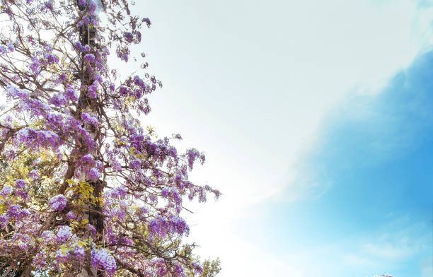 istock Spring branches tree with beautiful blossoming lilac flowers against blue sky 1137728435