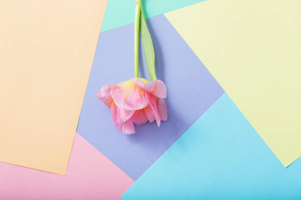 istock pink tulips on pastel paper background 1137728550
