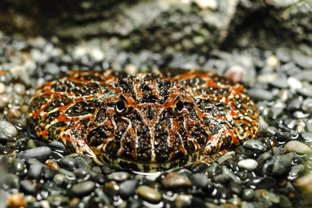 ornate horned frog - argentine horned frog imagens e fotografias de stock