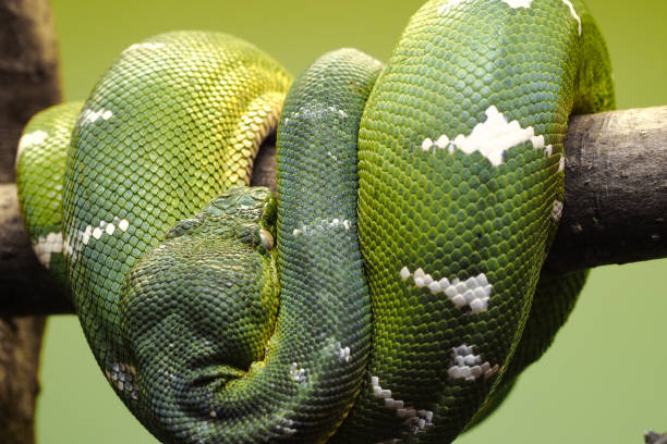 Emerald tree boa Huge green-scale snake, Emerald tree boa, curling around a wooden stick with visible head part on green background. green boa snake corallus caninus stock pictures, royalty-free photos & images