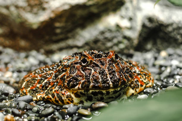 ornate horned frog - argentine horned frog imagens e fotografias de stock