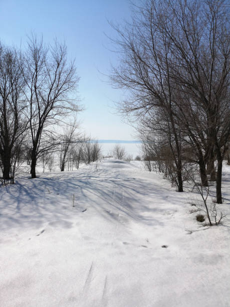 istock Winter Russian forest landscape with trees in early spring, melting snow 1137730635