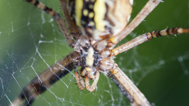 Argiope Bruennichi, or the wasp-spider, close-up in web waiting for food. Argiope Bruennichi, or the wasp-spider, in the center of its web awaiting for the next catch. poisonous grasshopper pictures stock pictures, royalty-free photos & images