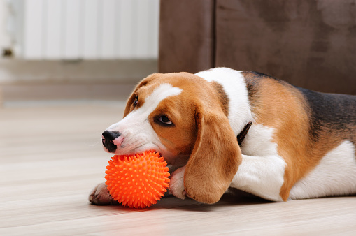 Cute five month old beagle puppy chewing spiky ball dog toy indoor