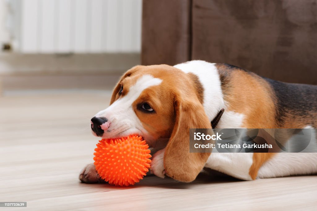 Beagle puppy chewing spiky ball dog toy Cute five month old beagle puppy chewing spiky ball dog toy indoor Dog Stock Photo