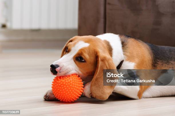 Beagle Puppy Chewing Spiky Ball Dog Toy Stock Photo - Download Image Now - Dog, Toy, Playing