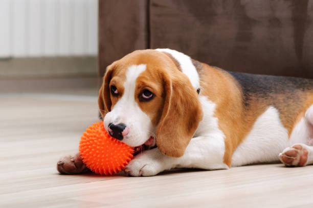 istock Beagle puppy chewing spiky ball dog toy 1137733641
