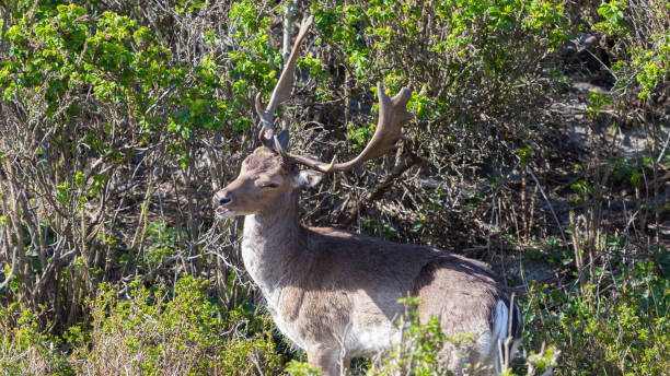 istock beautiful brown spotted fallow deer standing between bushes in forest 1137733647
