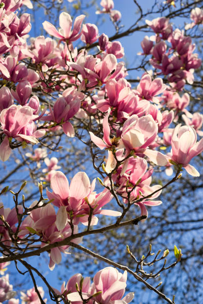 istock Blooming Magnolia Flowers 1137734249