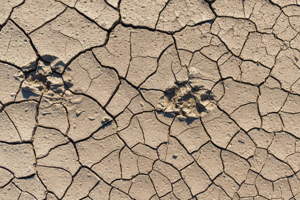 istock Dry cracked soil texture with dog tracks. 1137734593