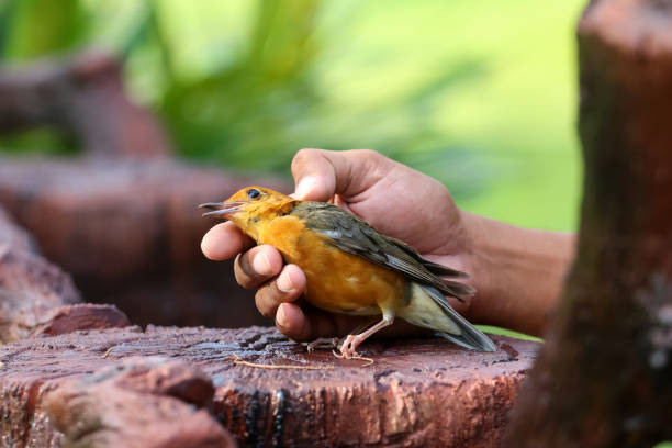Dead birds,Orange-headed Thrush species in the hand Dead birds,Orange-headed Thrush species in the hand nature background orange headed thrush bird stock pictures, royalty-free photos & images