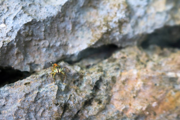 istock Jumping spiders in the garden 1137734893
