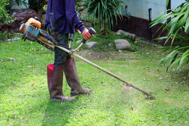 istock Asian men are using a lawn mower in the garden. 1137734946