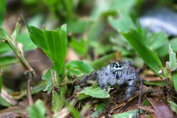 istock Hyllus diardi ,jumping spiders in the garden 1137734966
