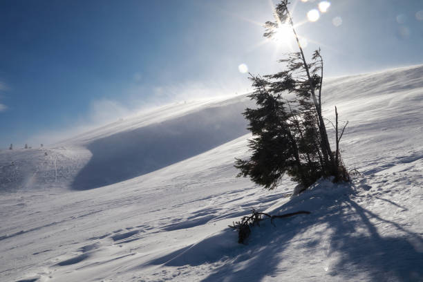 istock Christmas trees on mountain in winter ski resort 1137735000