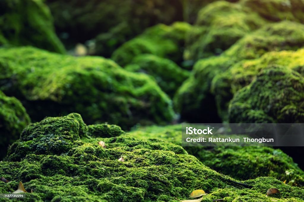Beautiful Bright Green moss grown up cover the rough stones and on the floor in the forest. Show with macro view. Rocks full of the moss texture in nature for wallpaper. Moss Stock Photo