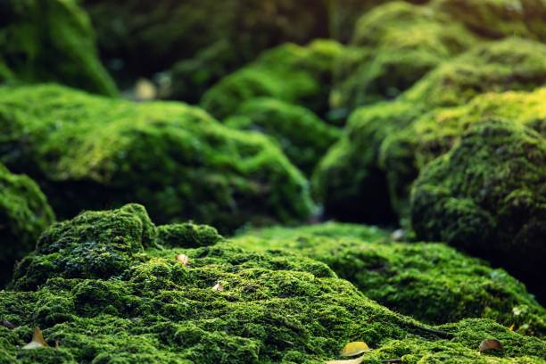Beautiful Bright Green moss grown up cover the rough stones and on the floor in the forest. Show with macro view. Rocks full of the moss texture in nature for wallpaper. stock photo