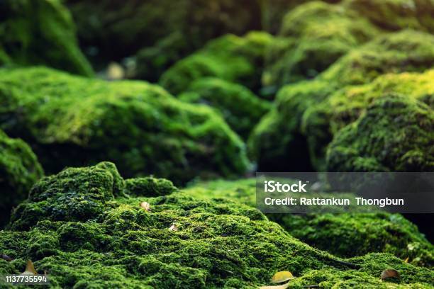 Beautiful Bright Green Moss Grown Up Cover The Rough Stones And On The Floor In The Forest Show With Macro View Rocks Full Of The Moss Texture In Nature For Wallpaper Stock Photo - Download Image Now