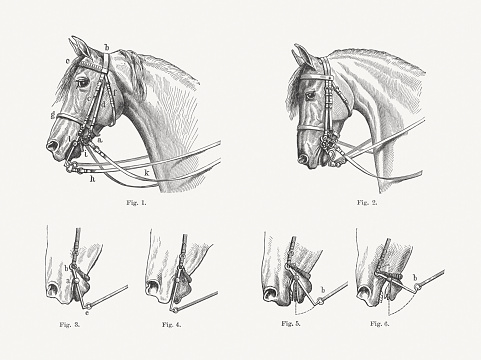 Bridle, presentation of the effect: 1) Double bridle with curb strap; 2) Schoenbeck - double bridle without curb strap; 3) Curb bit (effect example); 4) Abounding curb bit (curb strap too short); 5) Curb placed correctly in the mouth 6) Failing curb bit (curb strap too long). Wood engravings, published in 1897.