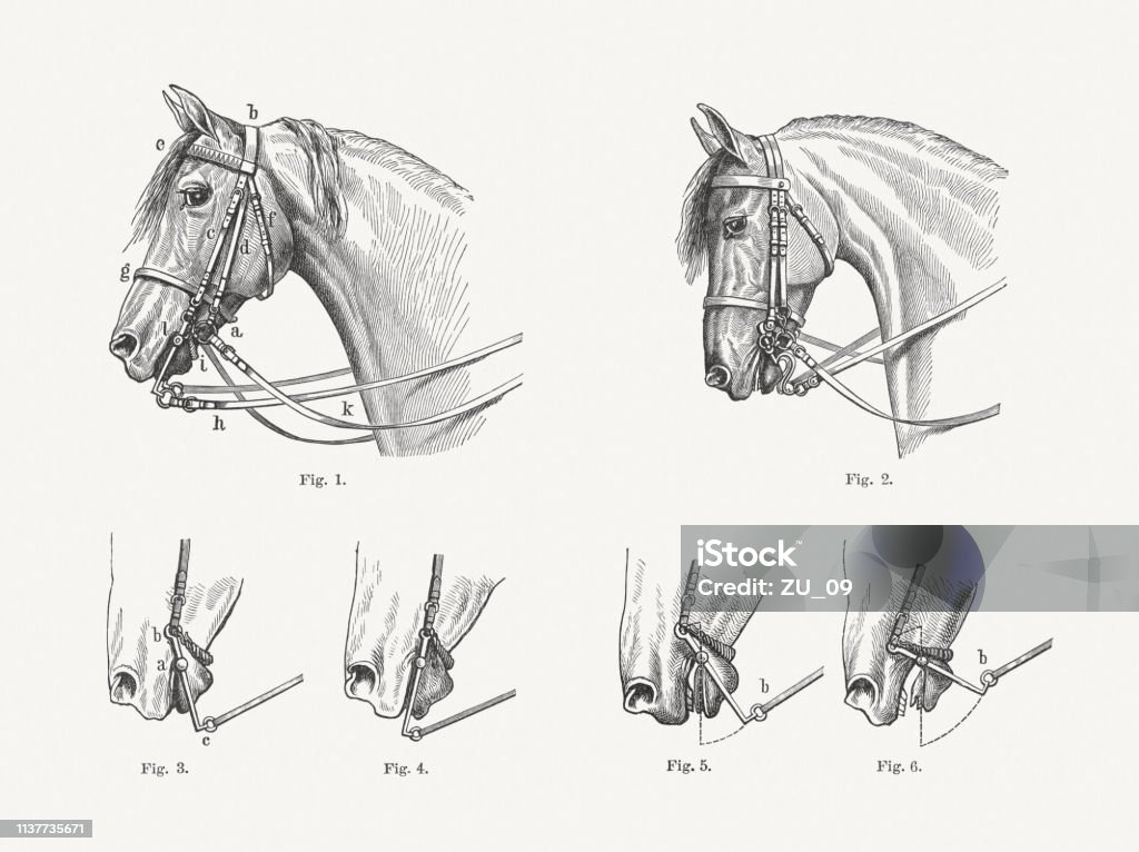 Bridle, presentation of the effect, wood engravings, published in 1897 Bridle, presentation of the effect: 1) Double bridle with curb strap; 2) Schoenbeck - double bridle without curb strap; 3) Curb bit (effect example); 4) Abounding curb bit (curb strap too short); 5) Curb placed correctly in the mouth 6) Failing curb bit (curb strap too long). Wood engravings, published in 1897. Horse stock illustration