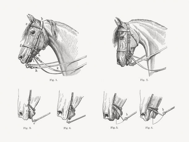 Bridle, presentation of the effect, wood engravings, published in 1897 Bridle, presentation of the effect: 1) Double bridle with curb strap; 2) Schoenbeck - double bridle without curb strap; 3) Curb bit (effect example); 4) Abounding curb bit (curb strap too short); 5) Curb placed correctly in the mouth 6) Failing curb bit (curb strap too long). Wood engravings, published in 1897. bridle stock illustrations