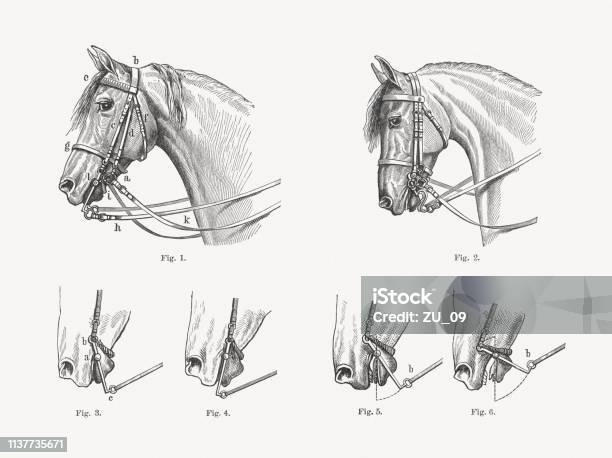 Bridle Presentation Of The Effect Wood Engravings Published In 1897 Stock Illustration - Download Image Now