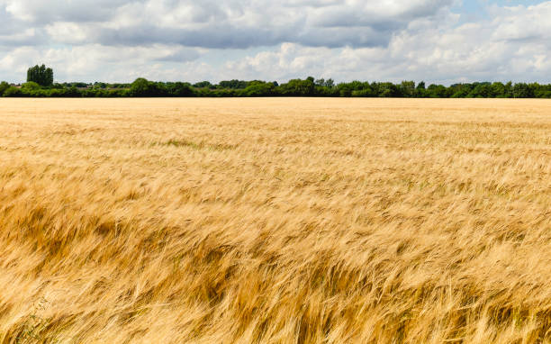 istock Field of barley in summer, Beverley, Yorkshire, UK. 1137735749