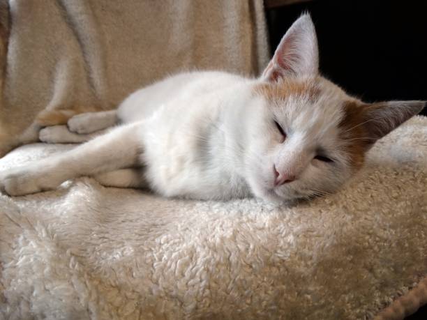 istock Black and ginger cat sleeping on the armchair 1137735828